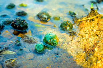 Animal Series : Freshwater snails in a lake with clear and clean water. Black snails in the rice fields. Concepts of aquatic ecosystems, wildlife and peaceful nature.