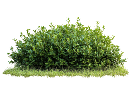 Bush on transparent background isolated for design purposes, suitable for digital projects, landscaping themes, gardening, and nature-related graphics