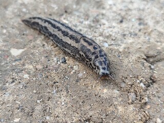 close-up of leopard slug  on ground surface