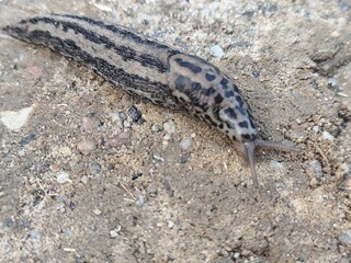 leopard slug (limax maximus) on ground surface