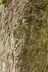 tree bark texture