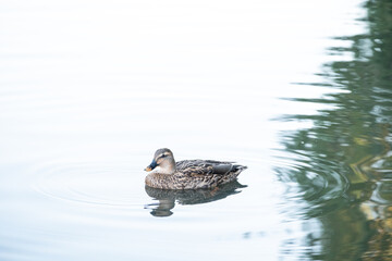 Lone duck floats calmly on still reflective water, viewed from the side