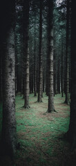 Forest Mountain, green trees and woods	