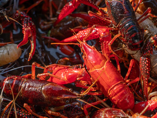 Red swamp crayfish (Procambarus clarkii), invasive species and important aquaculture product, harvested for culinary use. Closeup of live crayfish with vibrant colors