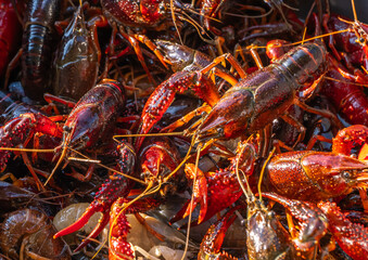 Red swamp crayfish (Procambarus clarkii), invasive species and important aquaculture product, harvested for culinary use. Closeup of live crayfish with vibrant colors