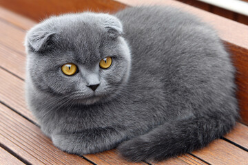 cat on background pet	