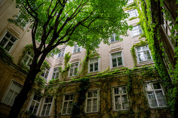 Fototapeta premium Cozy Inner Courtyard of Historic Building with Green Ivy and Lush Tree