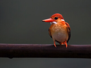 A beautiful rufous-backed kingfisher perches on a branch