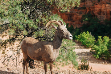 Female Desert Bighorn Sheep (Ovis canadensis nelsoni) in Zion