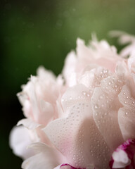 Fototapeta premium Water droplets on delicate pastel peony flower in bloom