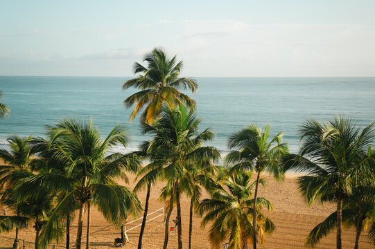 Palm trees and volleyball net on Isla Verde Beach, Puerto Rico