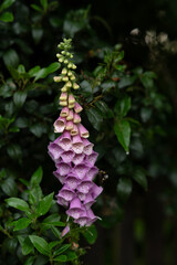 Close-up of a single foxglove flower blooming with a green background.