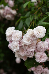 Cluster of soft pink roses blooming in a garden.