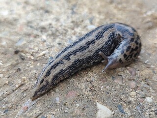 close-up of leopard slug (limax maximus) on ground surface