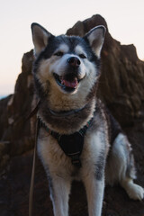 Alaskan malamute dog sitting on rocks in algarve, portugal