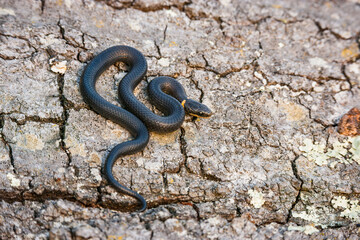 A small ring-necked snake showcasing its colorful ringed neck