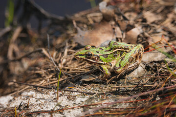 Southern Leopard Frog in the New Jersey Pine Barrens