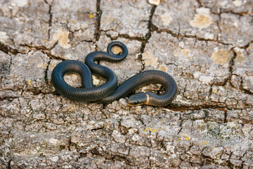 A small ring-necked snake showcasing its characteristic neck ring