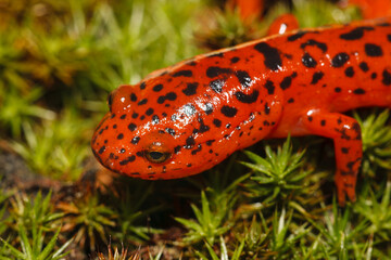A portrait of a red salamander with golden eyes on a bed of moss