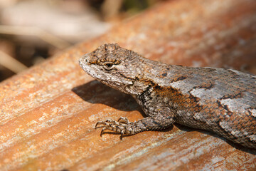 Portrait of an Eastern Fence Lizard sitting on corrugated metal