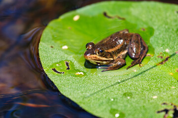 A carpenter frog sitting on a floating lily pad in the New Jerse