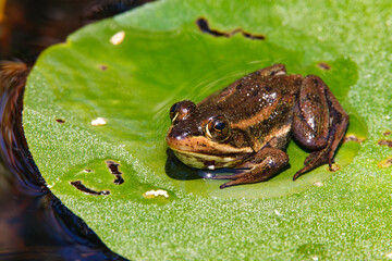 A carpenter frog sitting on a floating lily pad in the New Jerse