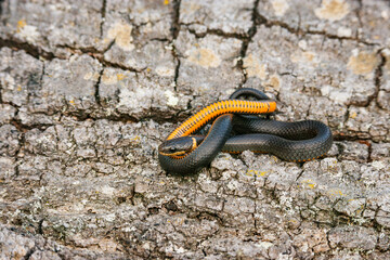 Ring-necked snake showing its orange neck ring and underbelly