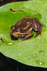 A carpenter frog sitting on a floating lily pad in the New Jerse