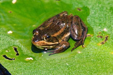 A carpenter frog sitting on a floating lily pad in the New Jerse
