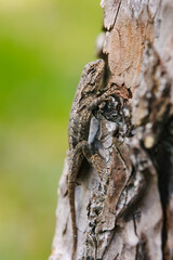 Eastern Fence Lizard climbing up a tree trunk