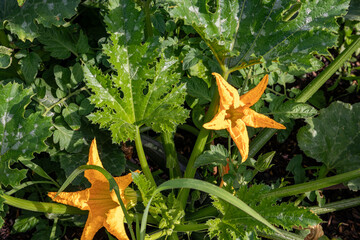 fleurs de courgette