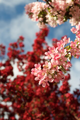 cherry blossom in spring