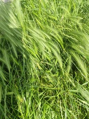 green grass spikes texture in soft sunlight