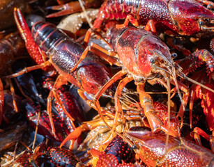 Red swamp crayfish (Procambarus clarkii), invasive species and important aquaculture product, harvested for culinary use. Closeup of live crayfish with vibrant colors