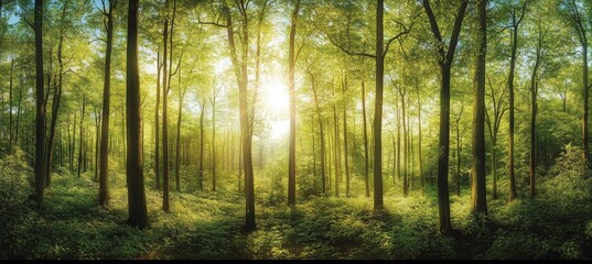 Fototapeta premium Sunlit Forest Path