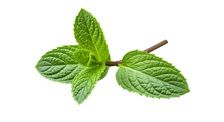 Fresh green mint sprig against a black background perfect for culinary and wellness concepts