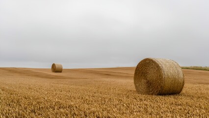 Harvesting bounty golden hay bales on a farm rural landscape atmospheric serenity wide-angle view