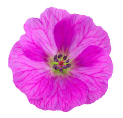 Wonderful red magenta cranesbill in top view. Garden flower isolated on white background, including clipping path.