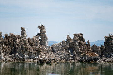Parallel tufa towers rise together in Mono Lake’s shallow green-blue waters, June 20, 2020