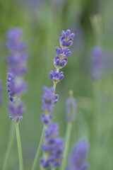 lavender flowers in the garden close up