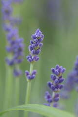 close up of lavender flowers bloom in the meadow