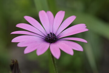 Obraz premium pink daisy flower close up on the blurry background