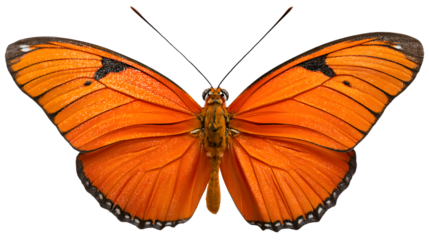 Bright orange butterfly with wings spread open