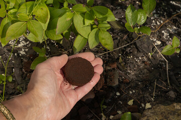 Coffee grounds as plant fertilizer, acidification of soil under blueberry bushes with black coffee...