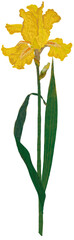 노란 붓꽃 아이리스 일러스트 (iris flower)