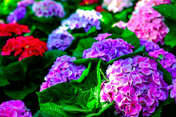Hydrangea. The beautiful purplish-blue flowers on flowers field background, in the morning garden.