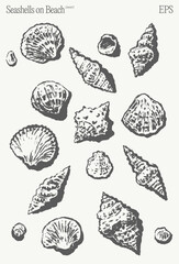 An Artistic Illustration Featuring Various Seashells Beautifully Arranged on a Beach Background