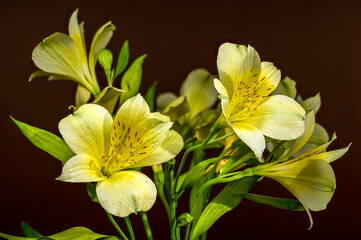 Gentle Yellow Alstroemeria Flowers on a Warm Brown Background