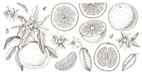 Botanical grapefruit illustrations set vector
