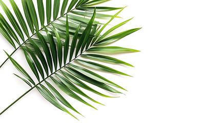 Obraz premium palm tree leaves